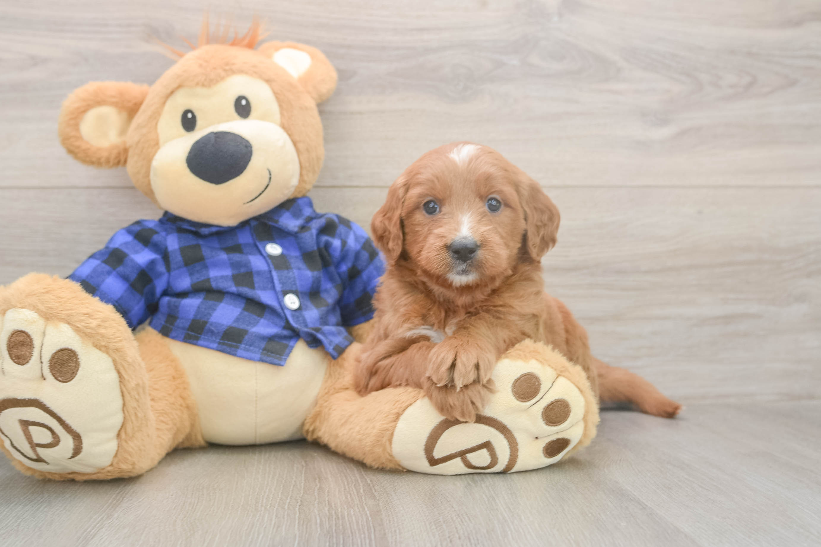 Playful Mini Groodle Poodle Mix Puppy