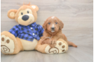 Meet Bambi - our Mini Goldendoodle Puppy Photo  1/3 - Premier Pups Playful Mini Groodle Poodle Mix Puppy