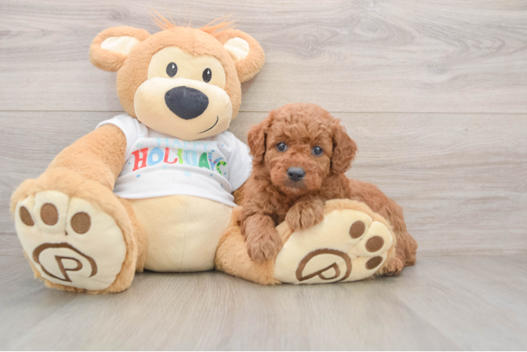 Mini Goldendoodle Puppy for Adoption