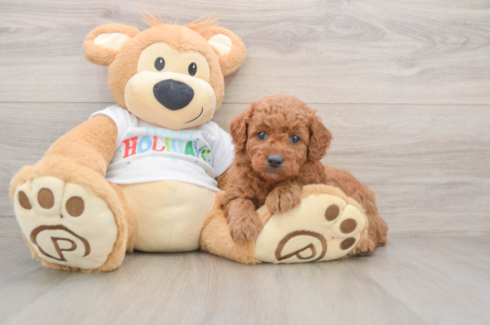 5 week old Mini Goldendoodle Puppy For Sale - Premier Pups