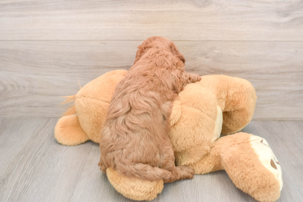 Happy Mini Goldendoodle Baby