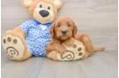 Petite Mini Goldendoodle Poodle Mix Pup
