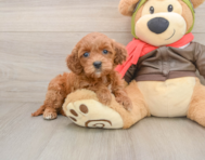 7 week old Mini Goldendoodle Puppy For Sale - Premier Pups
