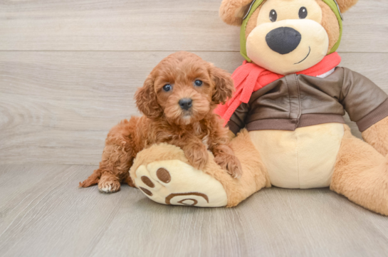 Best Mini Goldendoodle Baby