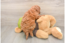 Mini Goldendoodle Puppy for Adoption