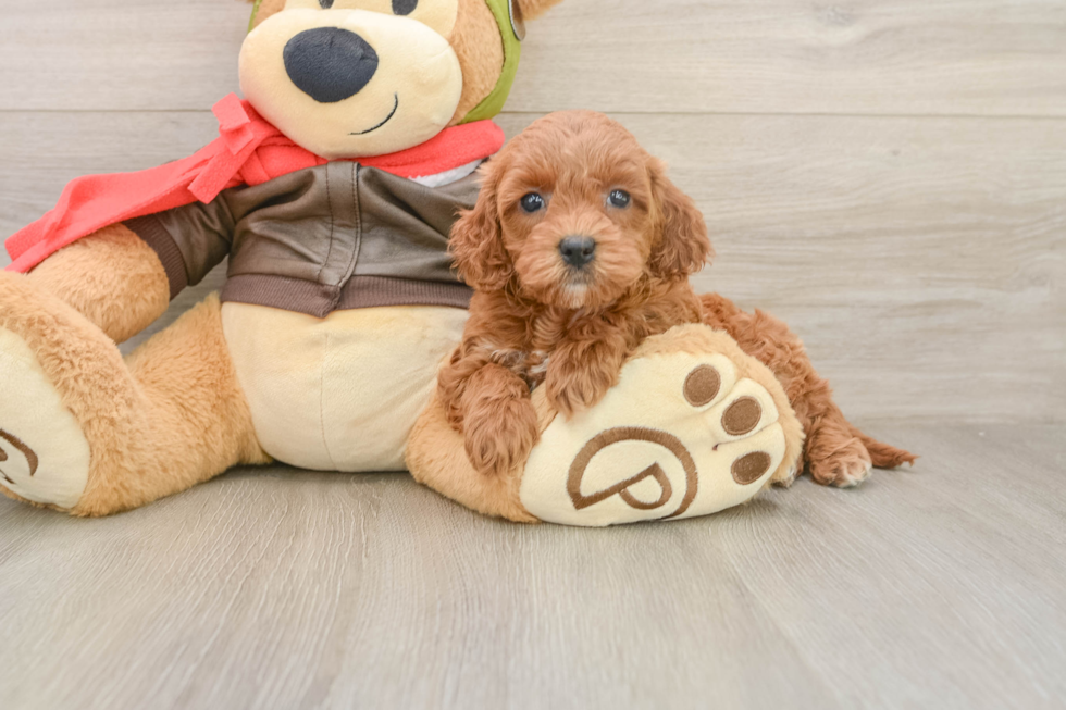Happy Mini Goldendoodle Baby
