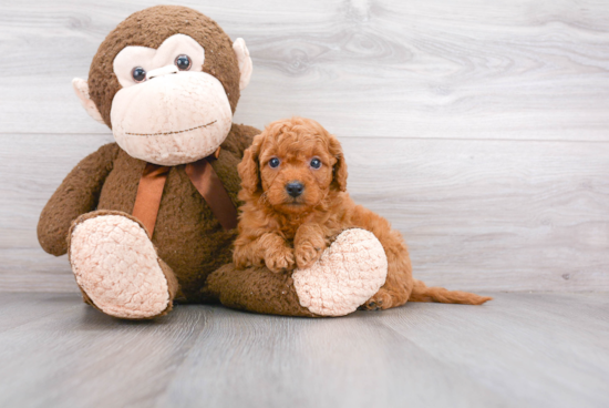 Cute Mini Goldendoodle Baby