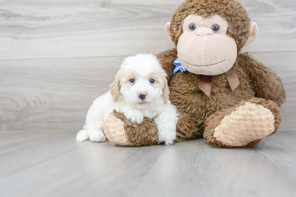 Best Mini Goldendoodle Baby