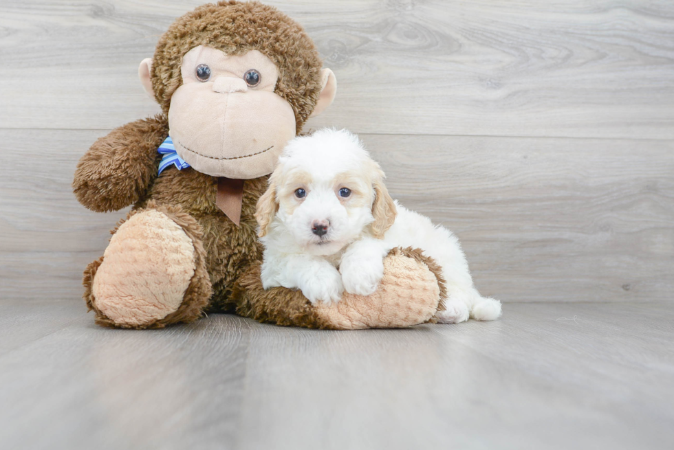 Friendly Mini Goldendoodle Baby