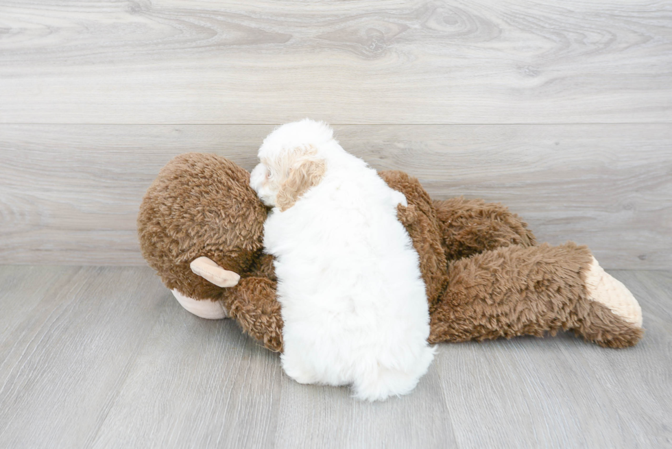 Smart Mini Goldendoodle Poodle Mix Pup