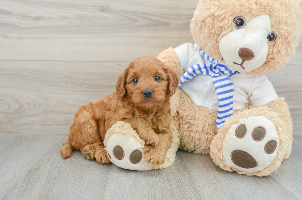 6 week old Mini Goldendoodle Puppy For Sale - Premier Pups