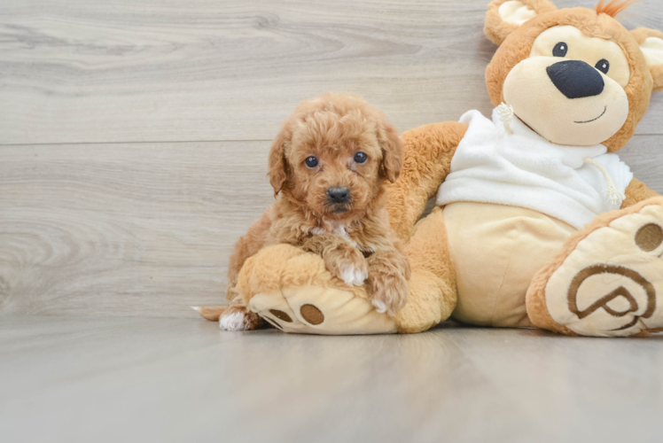 Little Mini Goldenpoo Poodle Mix Puppy