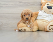 9 week old Mini Goldendoodle Puppy For Sale - Premier Pups