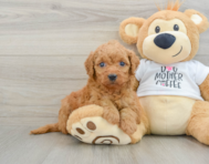 8 week old Mini Goldendoodle Puppy For Sale - Premier Pups