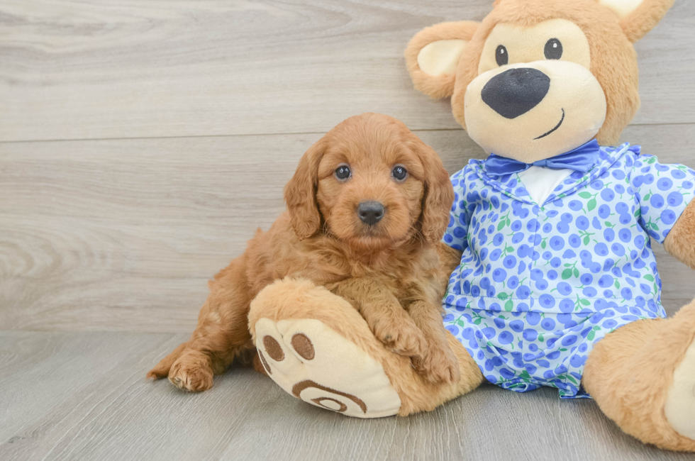 5 week old Mini Goldendoodle Puppy For Sale - Premier Pups