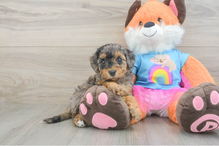 Mini Goldendoodle Pup Being Cute