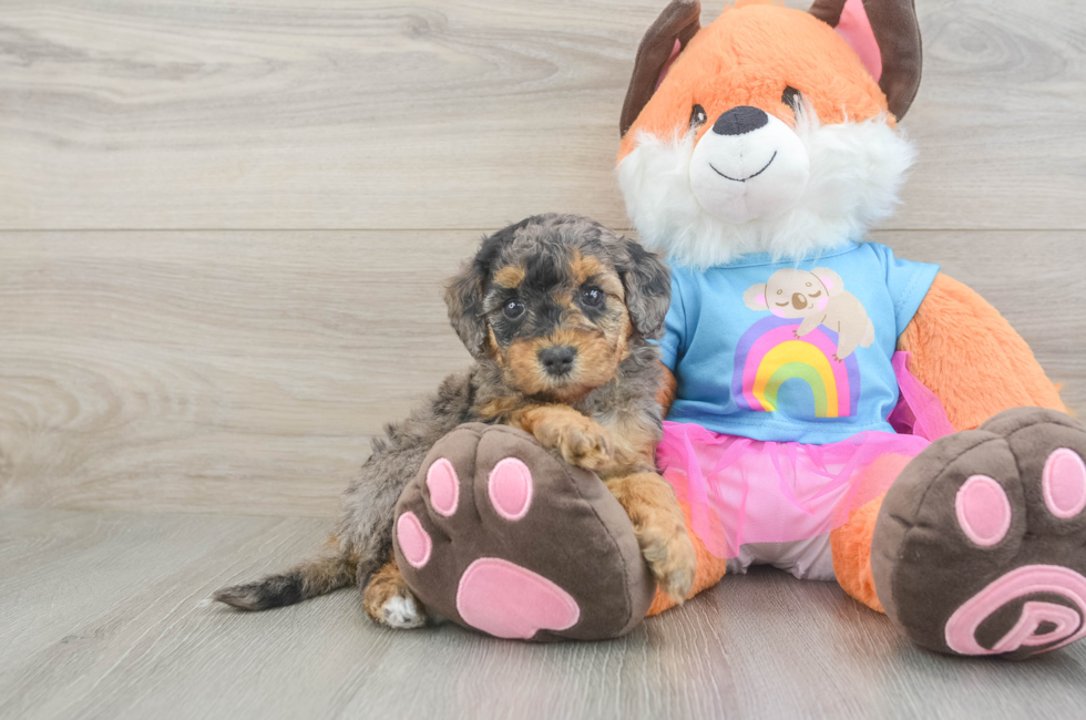 5 week old Mini Goldendoodle Puppy For Sale - Premier Pups