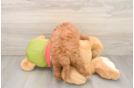 Petite Mini Goldendoodle Poodle Mix Pup