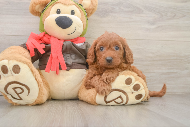 Mini Goldendoodle Pup Being Cute