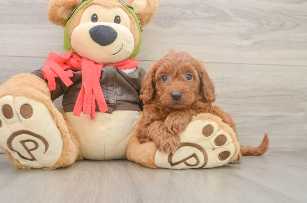 5 week old Mini Goldendoodle Puppy For Sale - Premier Pups