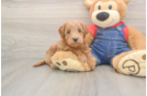 Smart Mini Goldendoodle Poodle Mix Pup