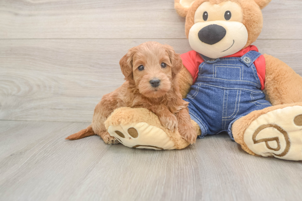 Smart Mini Goldendoodle Poodle Mix Pup