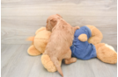 Funny Mini Goldendoodle Poodle Mix Pup