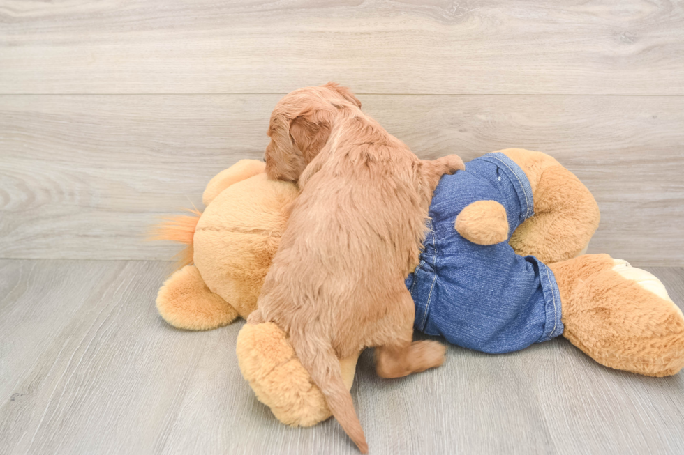 Funny Mini Goldendoodle Poodle Mix Pup