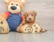 5 week old Mini Goldendoodle Puppy For Sale - Premier Pups