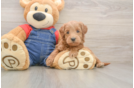 Popular Mini Goldendoodle Poodle Mix Pup