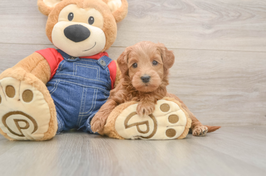 Popular Mini Goldendoodle Poodle Mix Pup