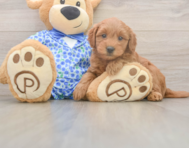 7 week old Mini Goldendoodle Puppy For Sale - Premier Pups