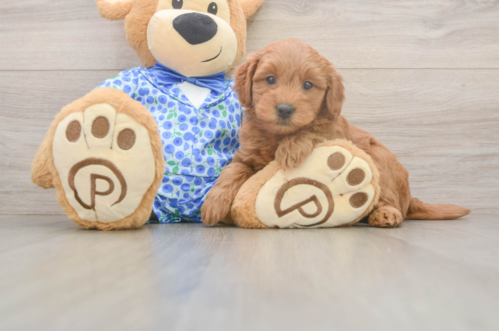 6 week old Mini Goldendoodle Puppy For Sale - Premier Pups