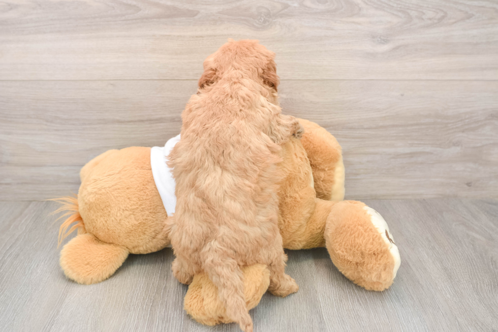 Happy Mini Goldendoodle Baby