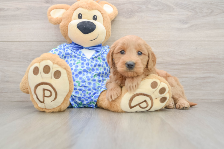 Mini Goldendoodle Pup Being Cute