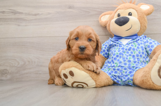 Best Mini Goldendoodle Baby