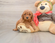 8 week old Mini Goldendoodle Puppy For Sale - Premier Pups