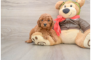 Adorable Golden Retriever Poodle Mix Poodle Mix Puppy