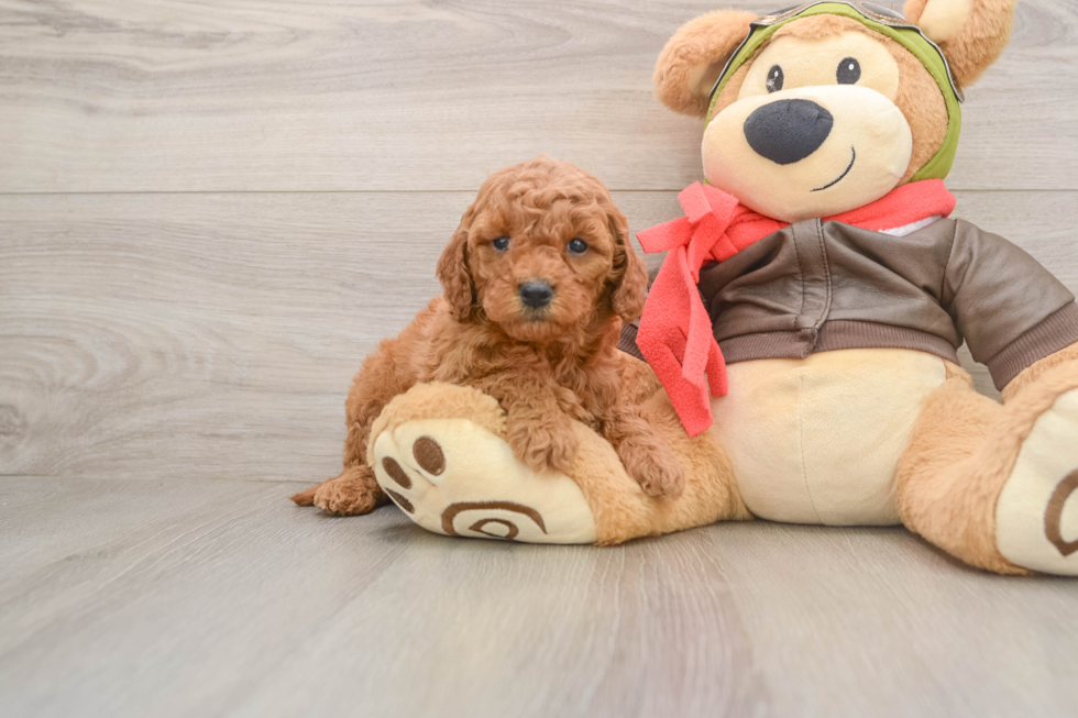 Adorable Golden Retriever Poodle Mix Poodle Mix Puppy