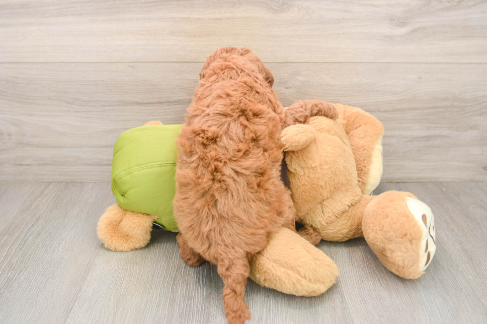 Mini Goldendoodle Pup Being Cute