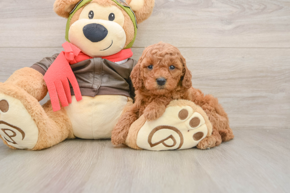 Mini Goldendoodle Puppy for Adoption