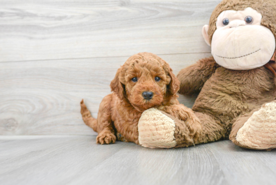 Mini Goldendoodle Puppy for Adoption