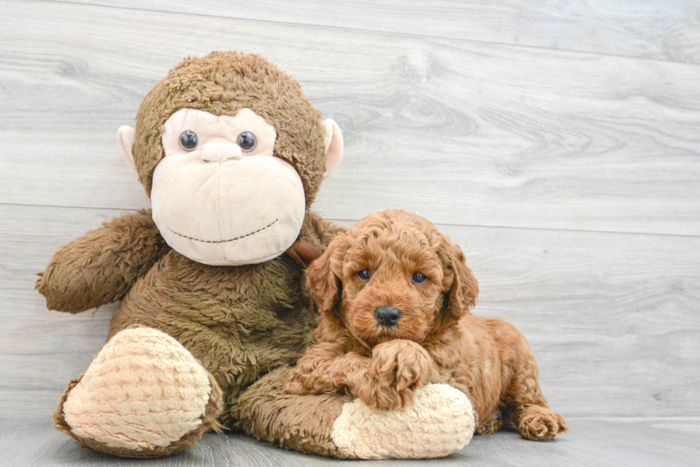 Best Mini Goldendoodle Baby