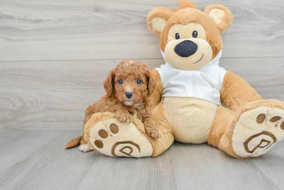 Funny Mini Goldendoodle Poodle Mix Pup