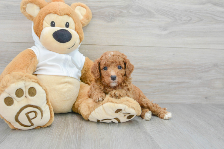 Hypoallergenic Golden Retriever Poodle Mix Puppy