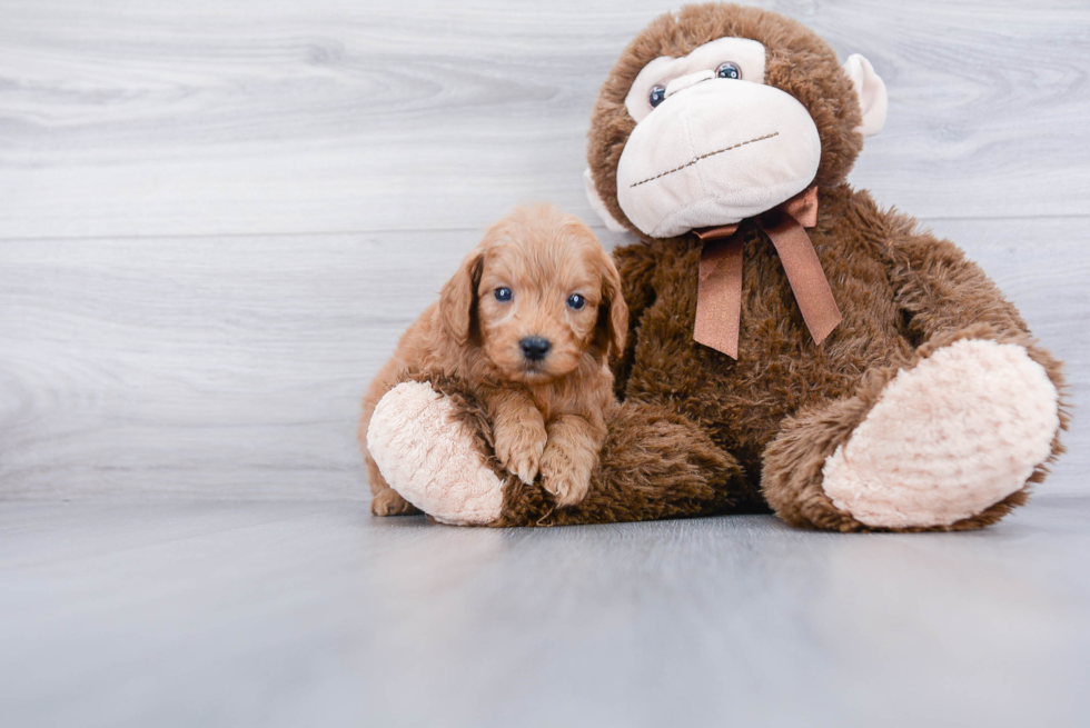 Mini Goldendoodle Pup Being Cute