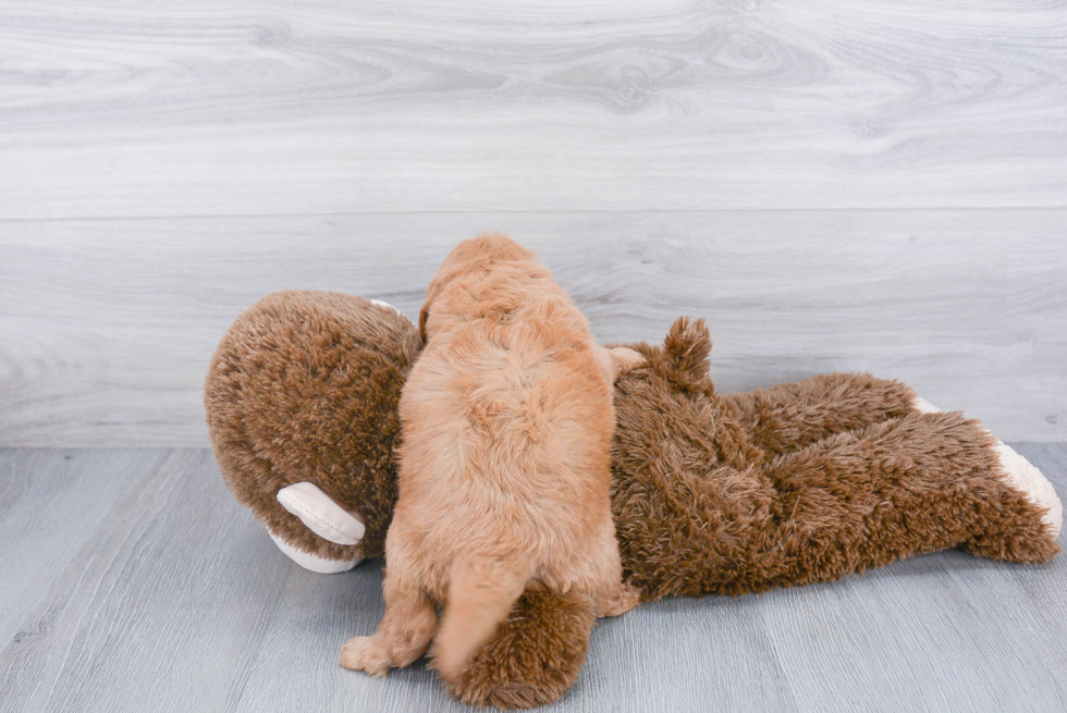 Mini Goldendoodle Pup Being Cute