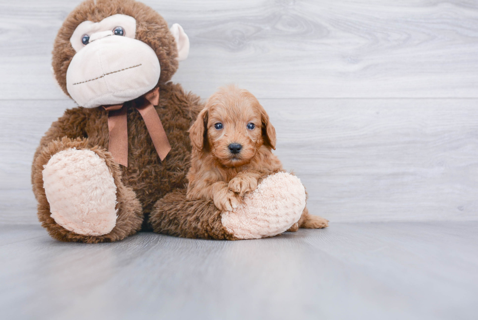 Best Mini Goldendoodle Baby