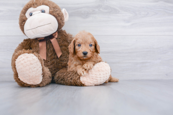 Best Mini Goldendoodle Baby