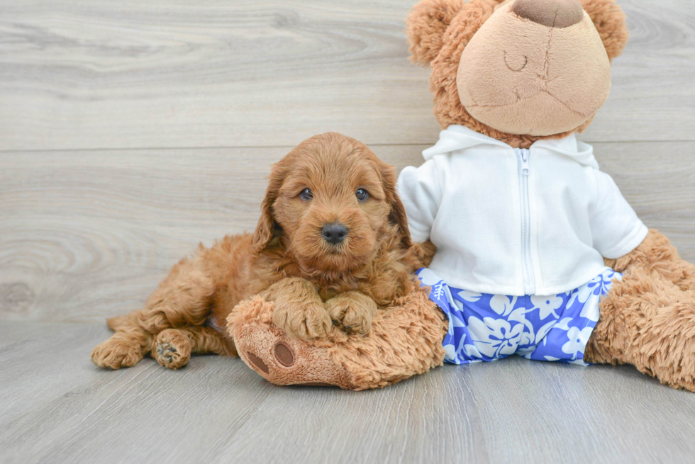 Mini Goldendoodle Pup Being Cute